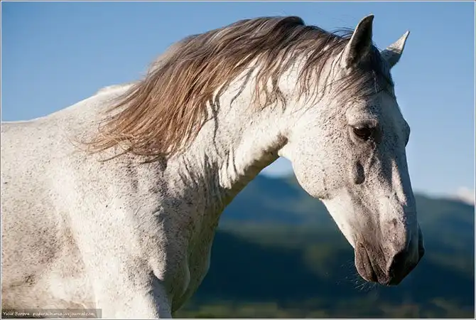 Путешествие в край волшебных скакунов