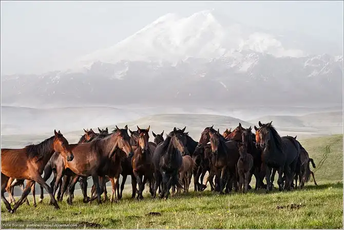 Путешествие в край волшебных скакунов