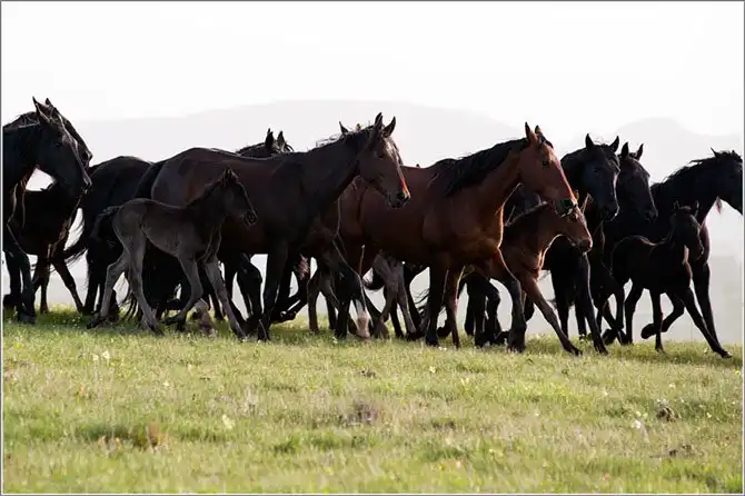 Путешествие в край волшебных скакунов