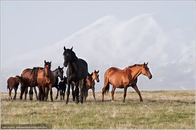 Путешествие в край волшебных скакунов