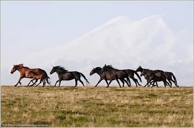 Путешествие в край волшебных скакунов