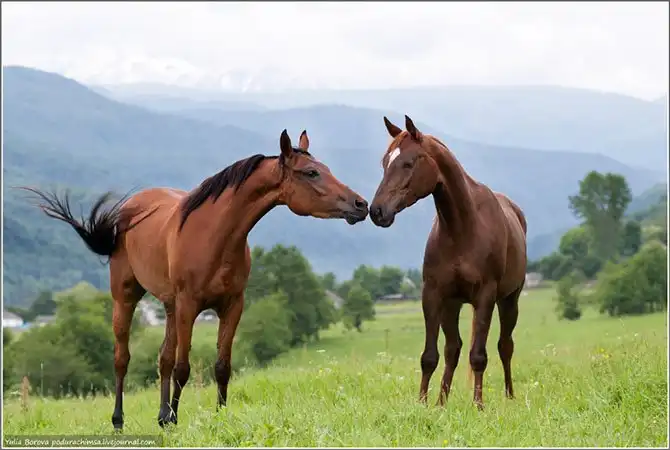 Путешествие в край волшебных скакунов