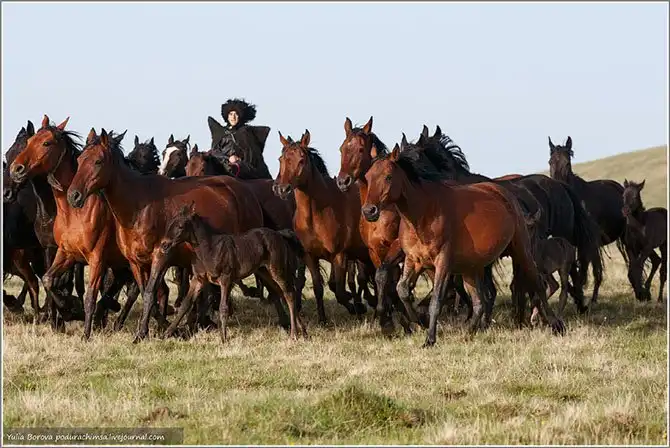 Путешествие в край волшебных скакунов