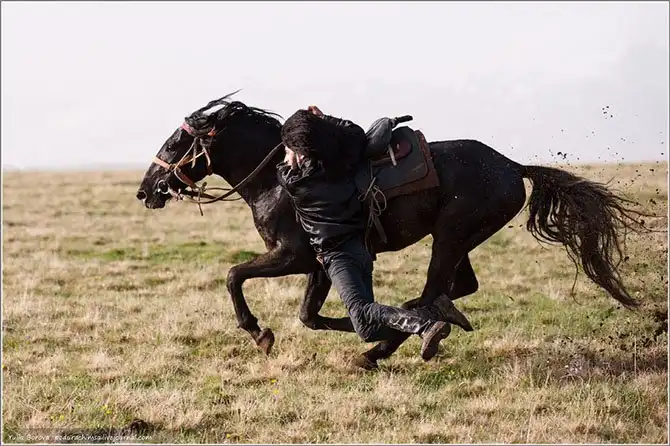 Путешествие в край волшебных скакунов
