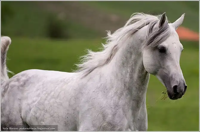 Путешествие в край волшебных скакунов