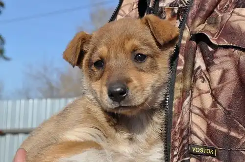 Отдам в хорошие руки щенков