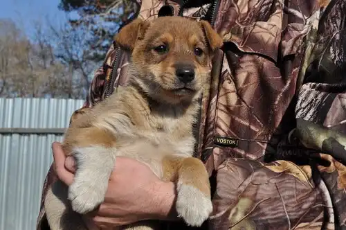 Отдам в хорошие руки щенков