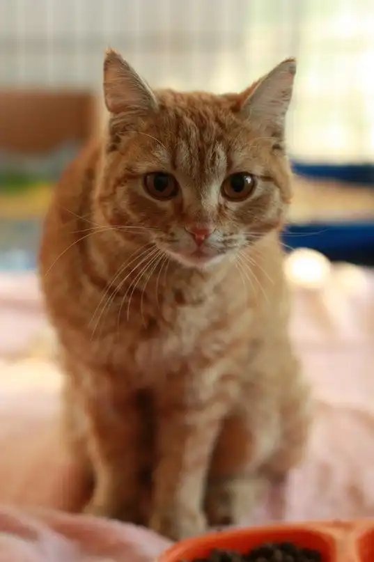 Рыжий котик