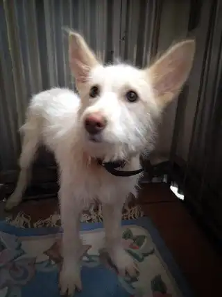 Терьеристая красавица Зоенька