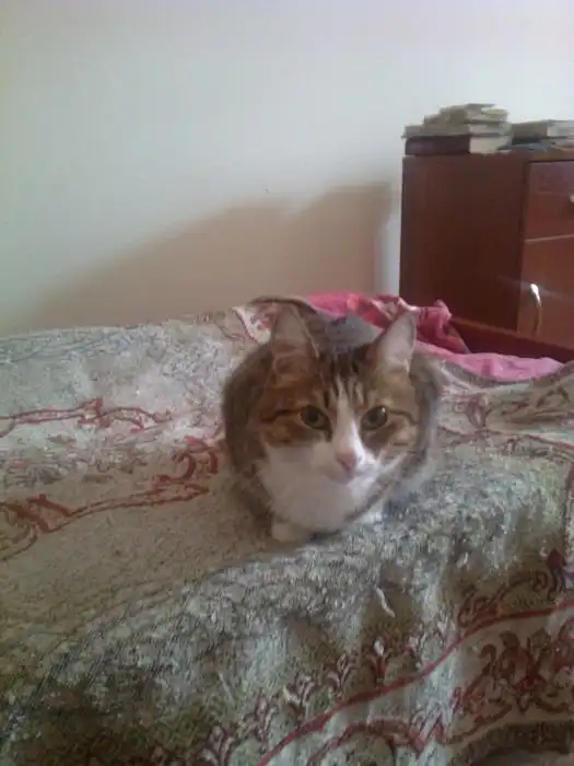 Отдам в хорошие руки кошечку