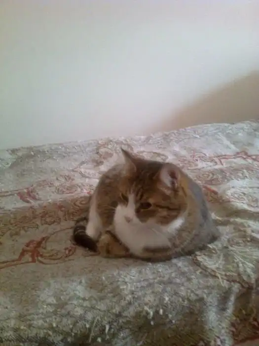 Отдам в хорошие руки кошечку