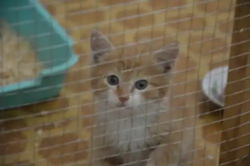 Отдам в хорошие руки котёнка