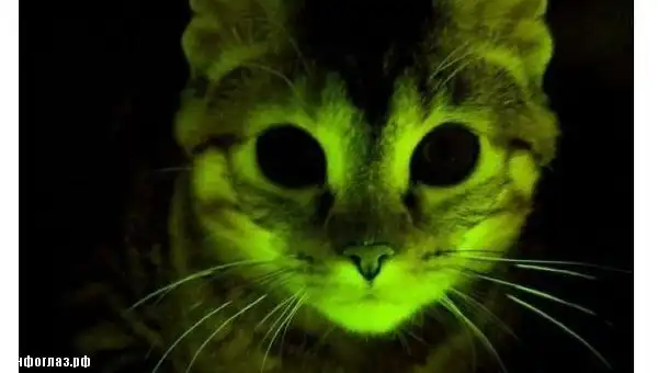 Зачем скрестили козу и паука ?