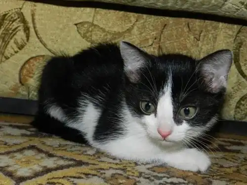 Отдам в хорошие руки котёнка