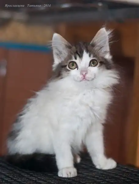 Отдам в хорошие руки котёнка Агафона