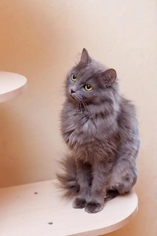 Красивая кошечка