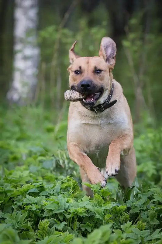 Отдам собаку Гора