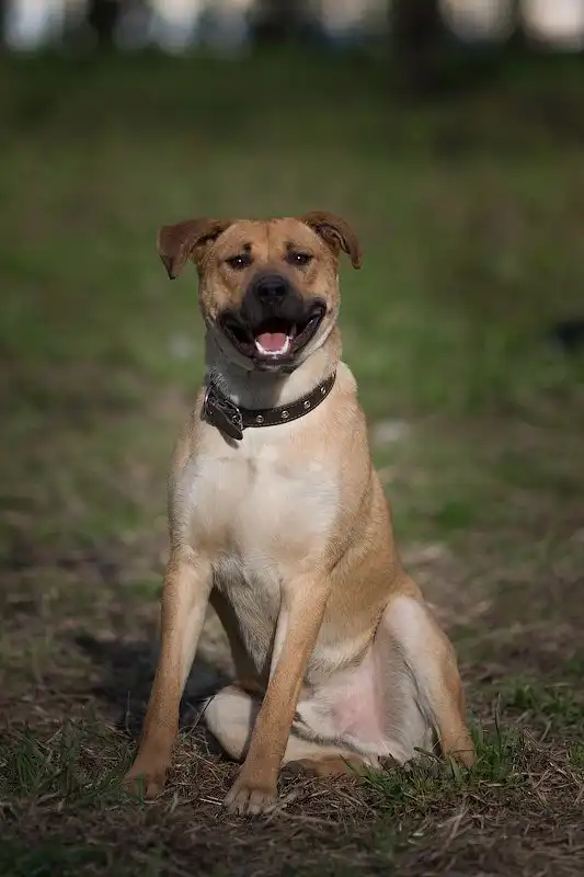 Отдам собаку Гора