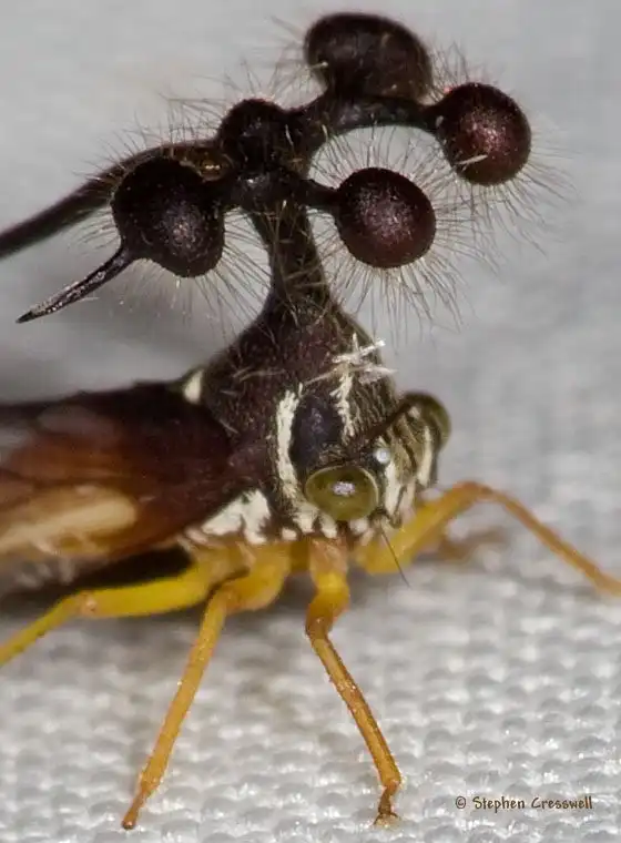 Сон разума порождает чудовищ или просто Бразильская горбатка