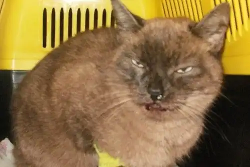 Кошке нужна помощь!