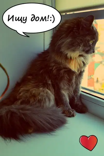 Мягкие лапки в добрые руки