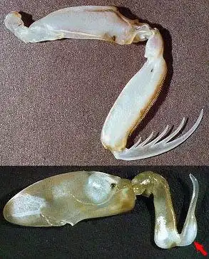 Креветка - богомол