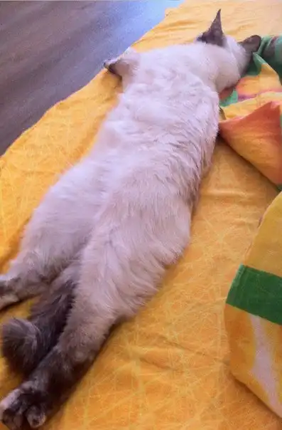 Отдам кошечку