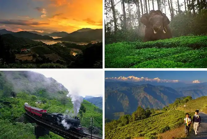 Пейзажи чайных плантаций