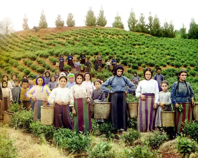 Пейзажи чайных плантаций