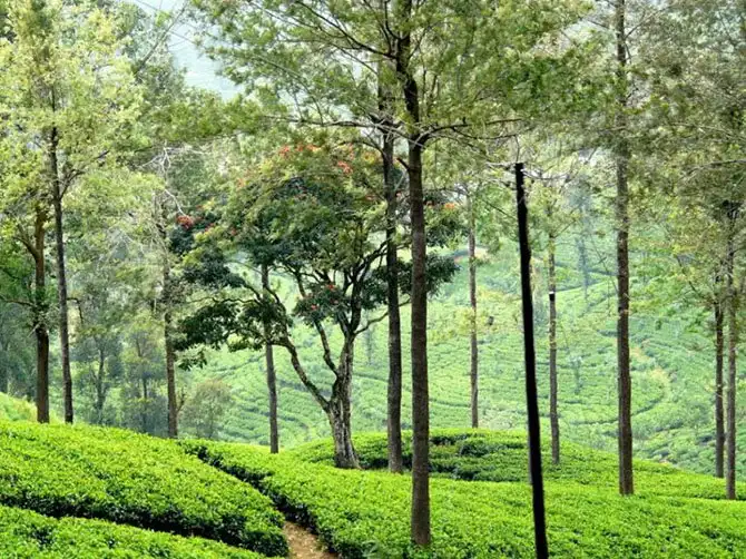 Пейзажи чайных плантаций