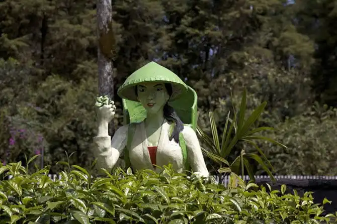 Пейзажи чайных плантаций