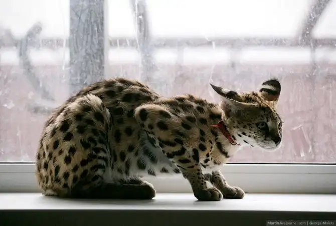 Путешетсиве в питомник диких африканских кошек