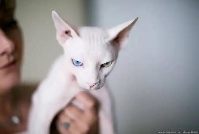 Путешетсиве в питомник диких африканских кошек