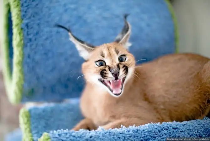 Путешетсиве в питомник диких африканских кошек