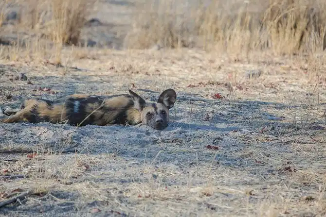 Дикая собака Африки