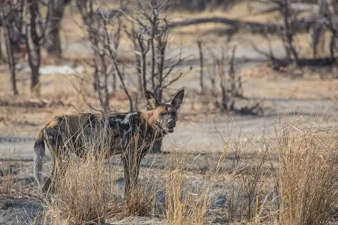 Дикая собака Африки