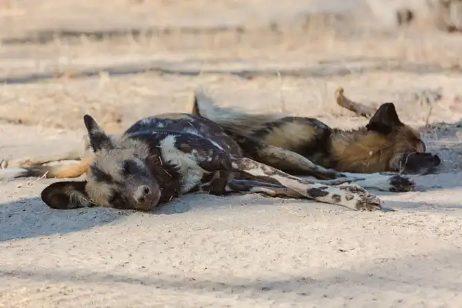 Дикая собака Африки