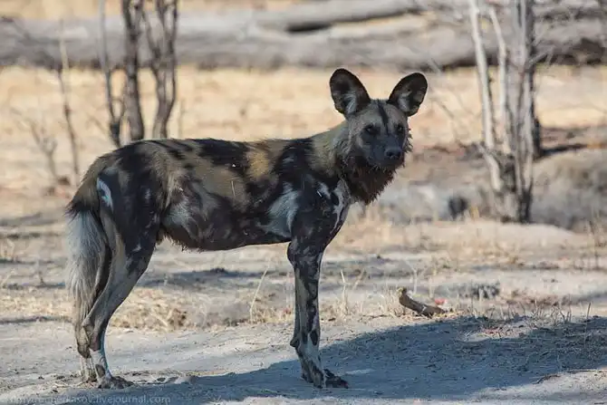 Дикая собака Африки