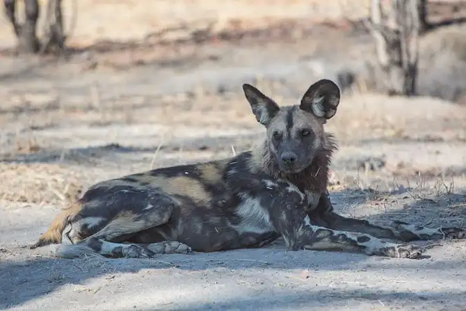 Дикая собака Африки