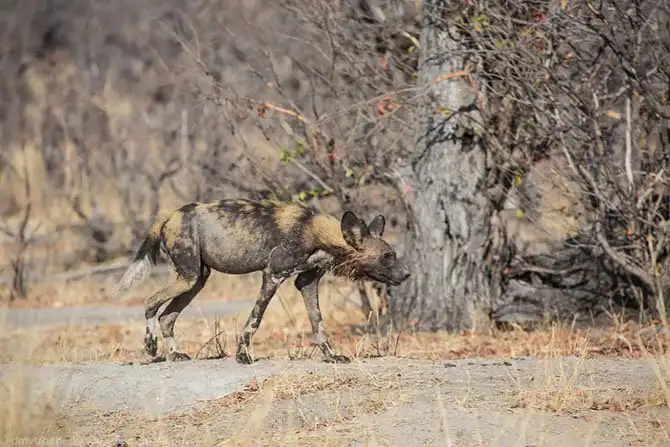Дикая собака Африки