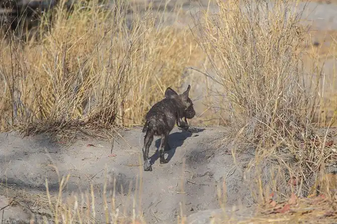 Дикая собака Африки