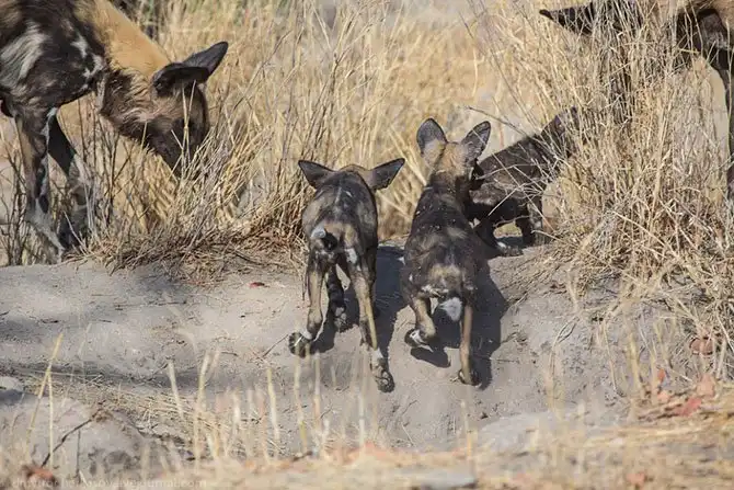 Дикая собака Африки