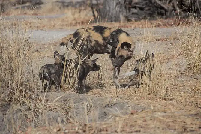 Дикая собака Африки