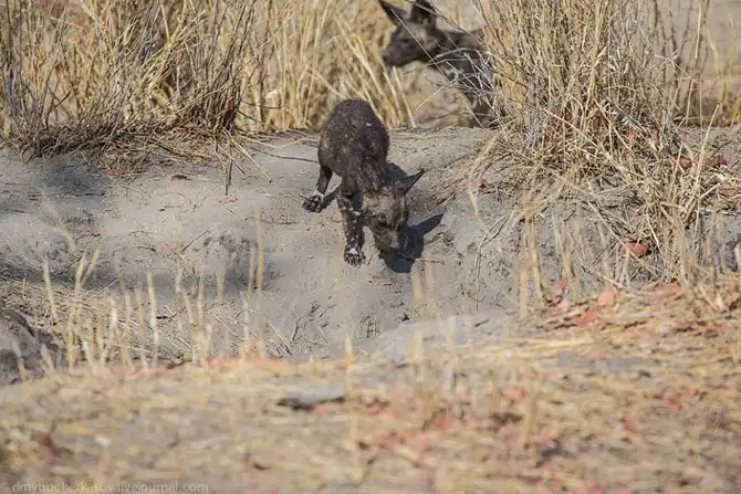 Дикая собака Африки