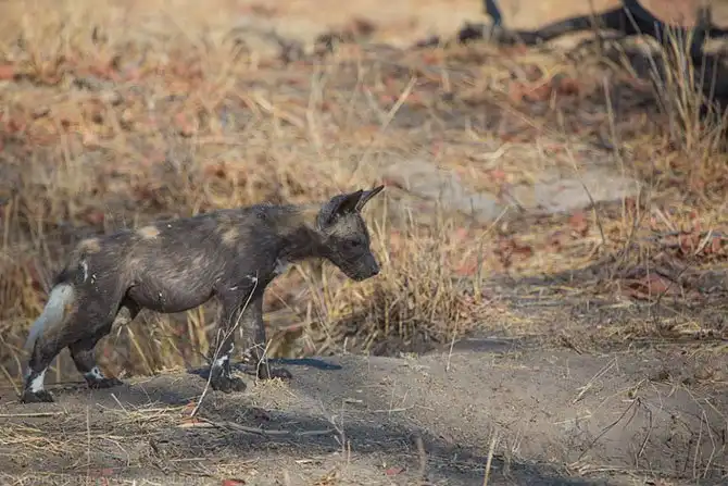 Дикая собака Африки