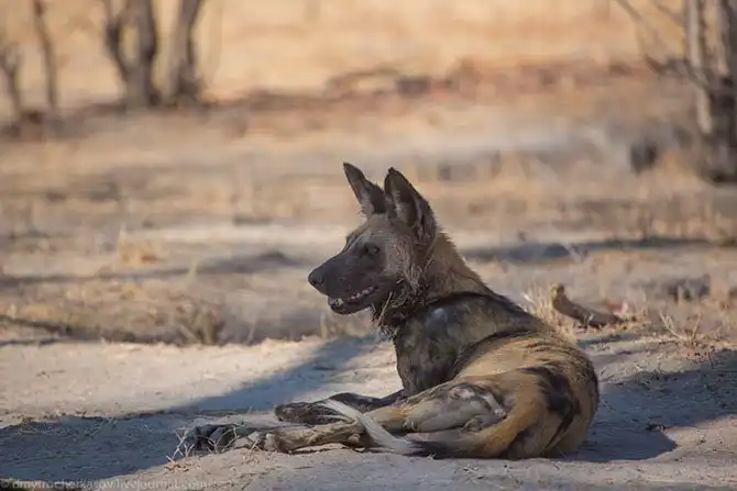 Дикая собака Африки