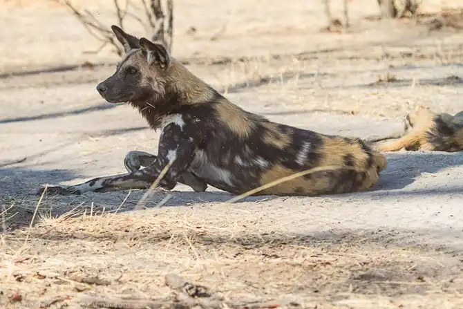 Дикая собака Африки