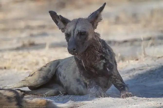 Дикая собака Африки