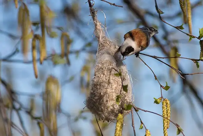 Как ремезы строят свои гнезда