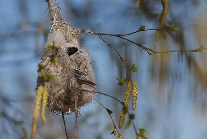 Как ремезы строят свои гнезда